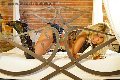Foto Annunci Trans Parma Monica Kicelly - 27