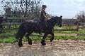Foto Annunci Trans Treviso Valeria - 74