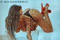 Foto Annunci Transescort Palermo Alessandra Fogaca - 27