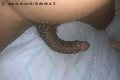 Colonnella Trans Graicy Ohara Pornostar 389 76 96 422 foto selfie 21